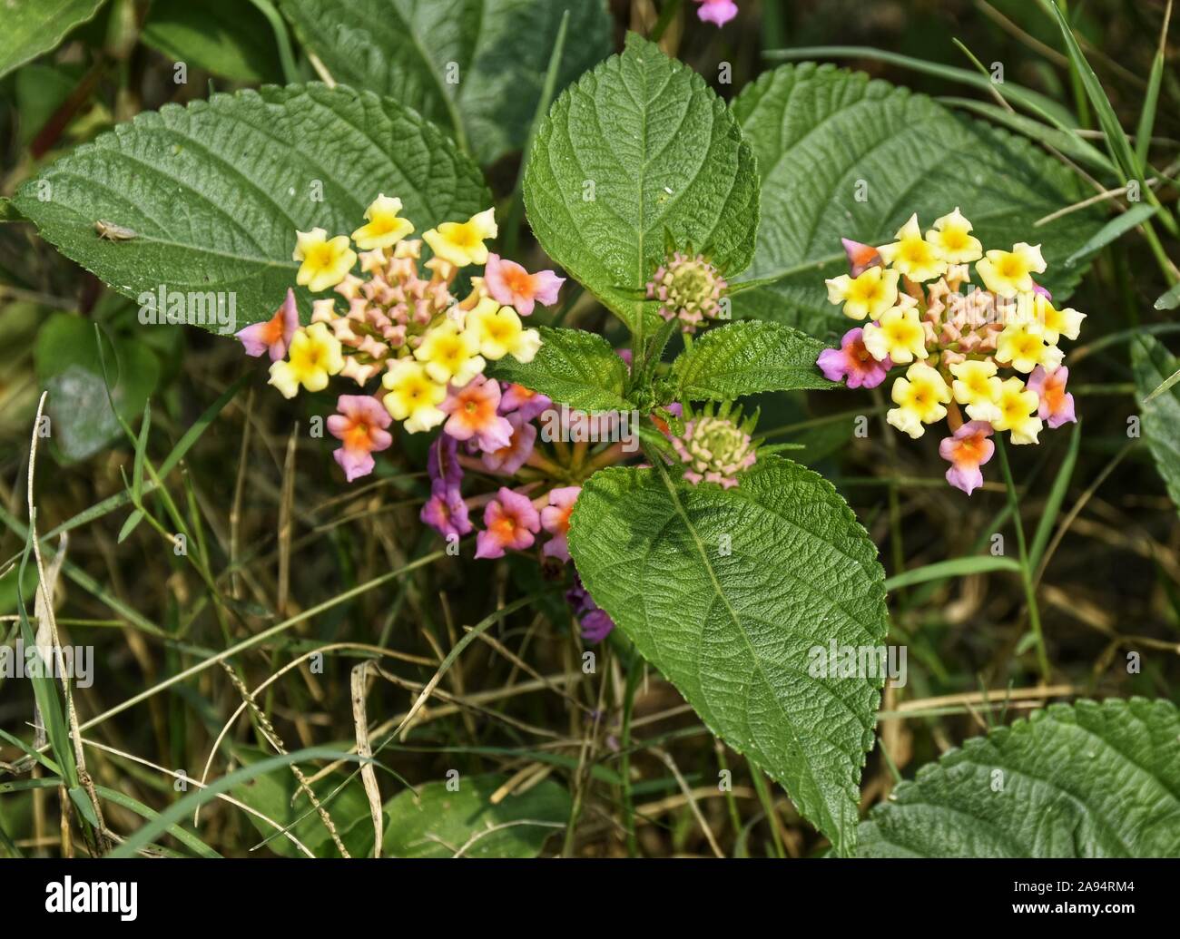 Lantana camara is a species of flowering plant. It's red and yellow colour flowers/buds blooming creating inner peace. Stock Photo