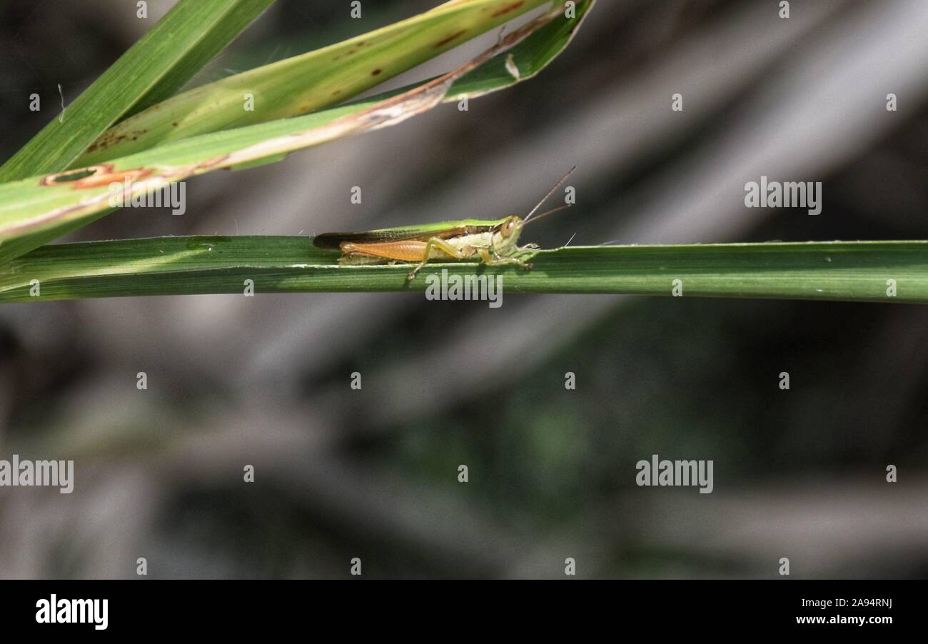Grasshopper eating on sugarcane leaf in the noon. Stock Photo