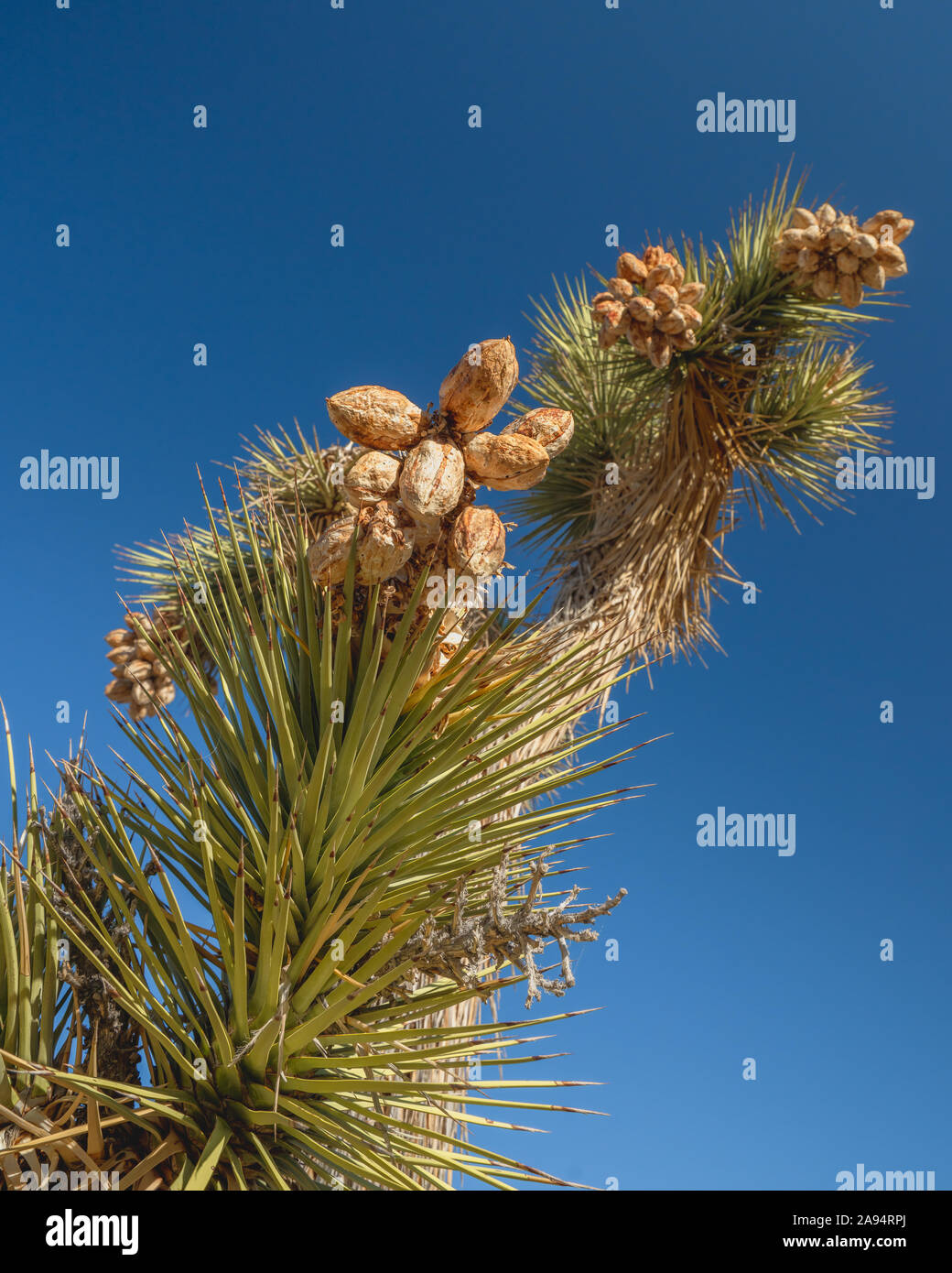 Seed pods on palm tree hi-res stock photography and images - Alamy