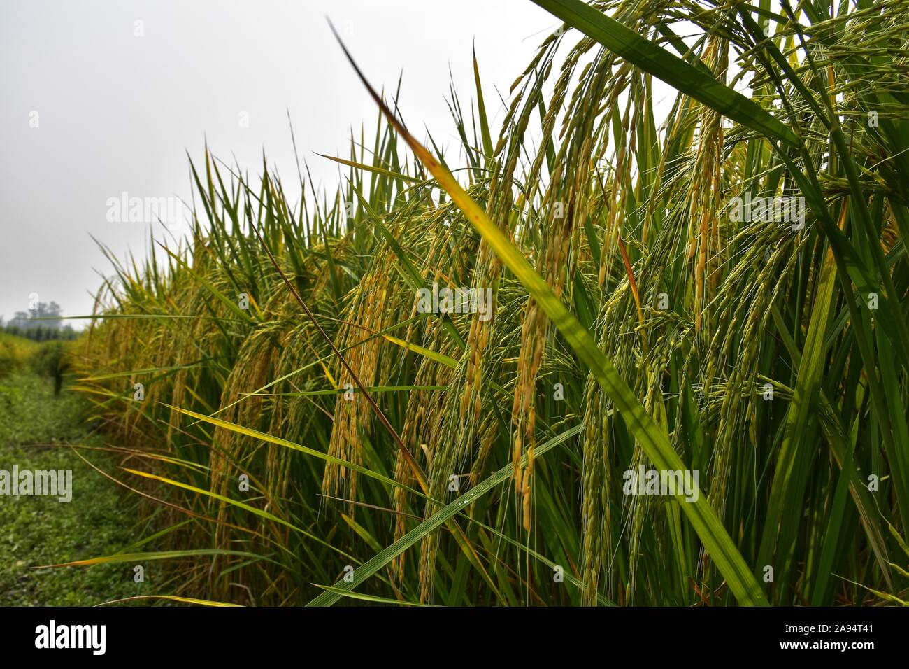 Rice crop field during it's maturity. Photo was took in north India before few days of crop harvesting. Stock Photo