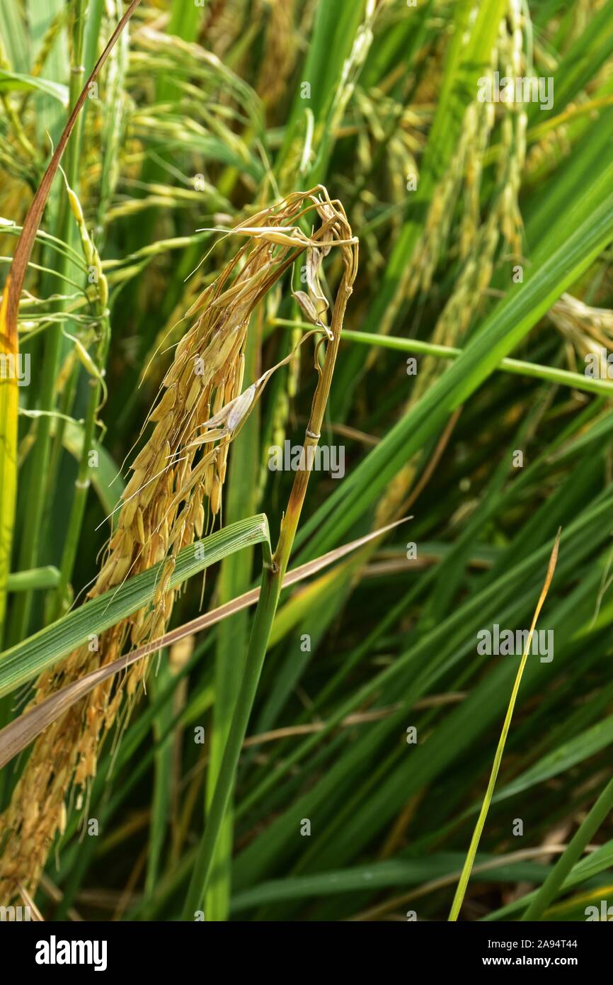 Symptoms of rice neck blast  disease it is a starting stage of the disease. Photoshoot at a field of north India. Stock Photo
