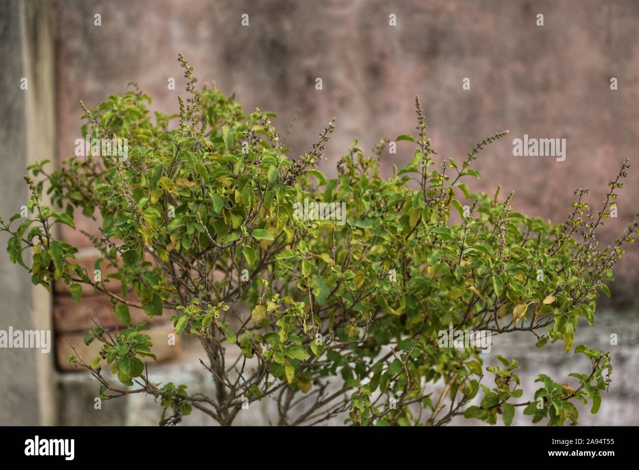 Ocimum sanctum holy basil hires stock photography and images Alamy