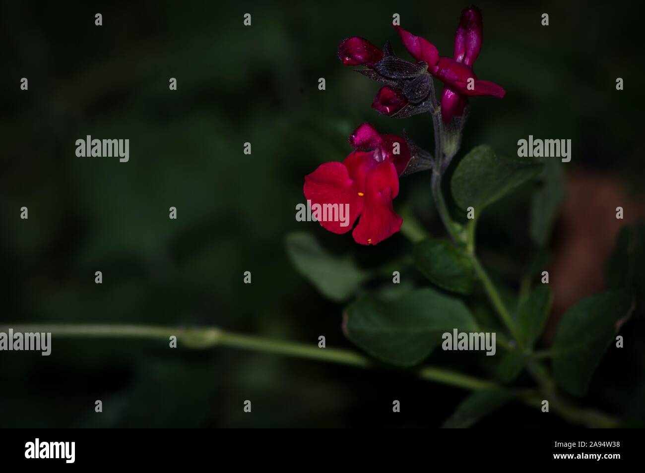 Red poppy flowers with green background symbolize Memorial Day to