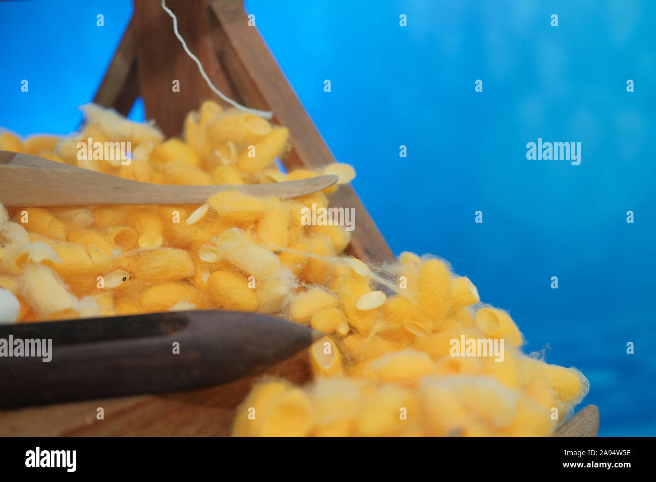 yellow silkworm cocoon shell for making thread producing Thai silk fabric textile Stock Photo