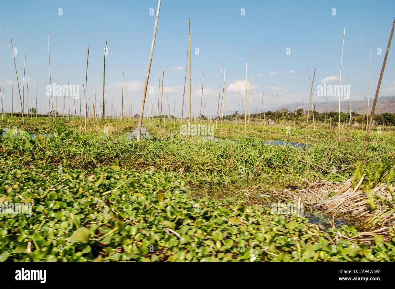 Tomato growing on water Stock Photo Alamy