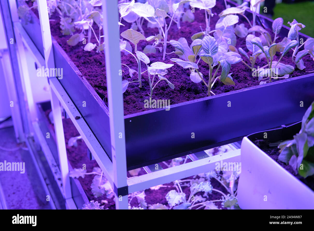 plant growing in smart indoor farm with artificial led light. spectrum