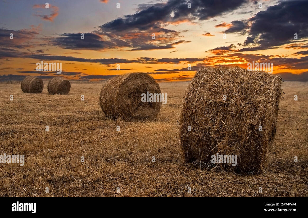 hay bales in the sunset. Autumn Stock Photo