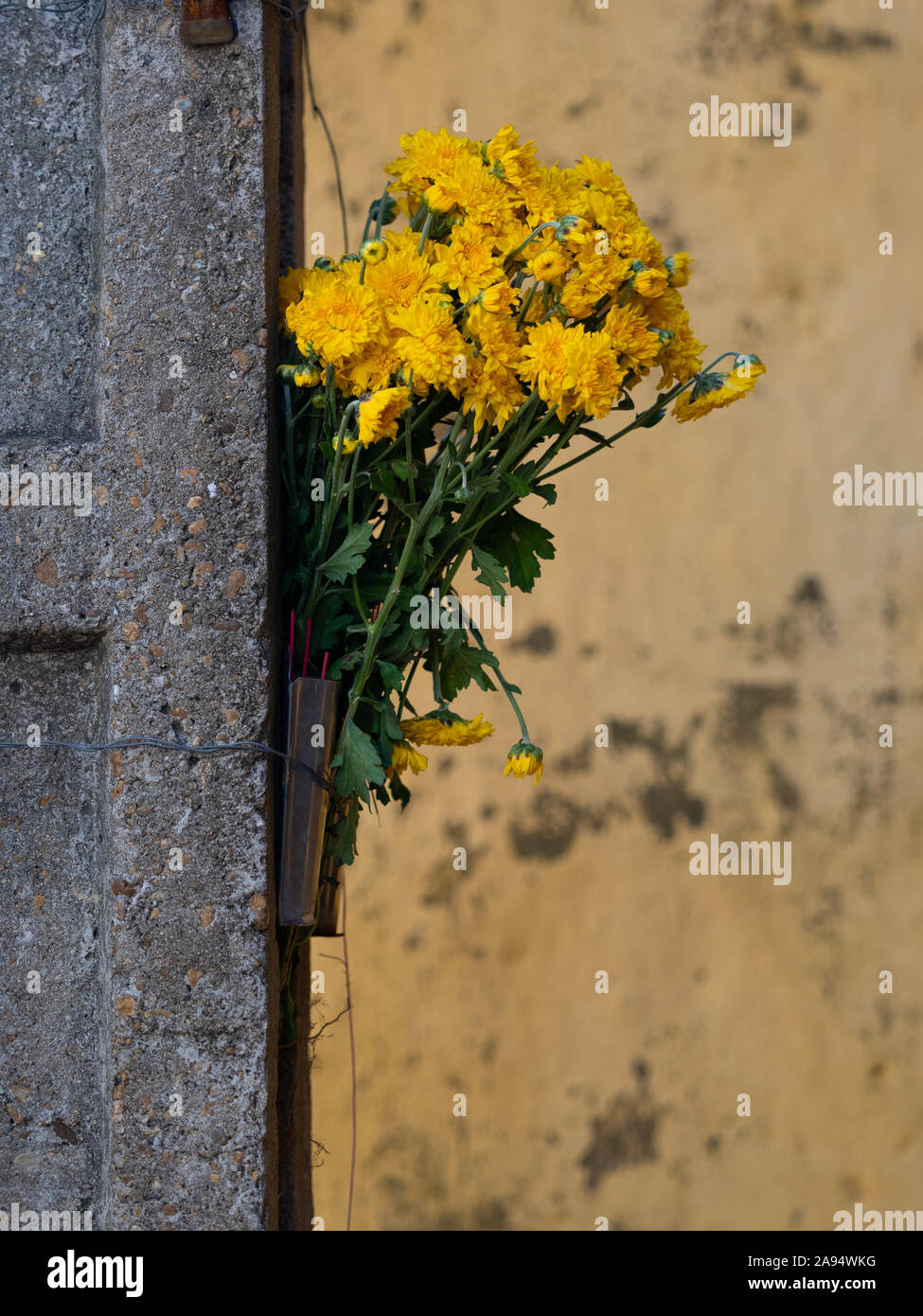 A bunch of golden chrysanthemums in a vase on a concrete wall. A gold stucco wall in the background. Photographed in Hoi An, Vietnam. Stock Photo
