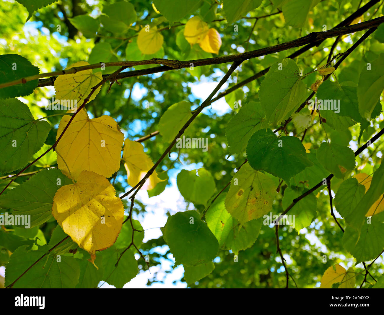 Green and yellow leaves of linden (Tilia Tomentosa) in early autumn as a background, bottom view Stock Photo
