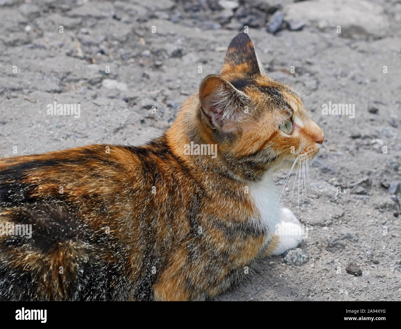 Orange tabby cat sitting white hi-res stock photography and images - Alamy