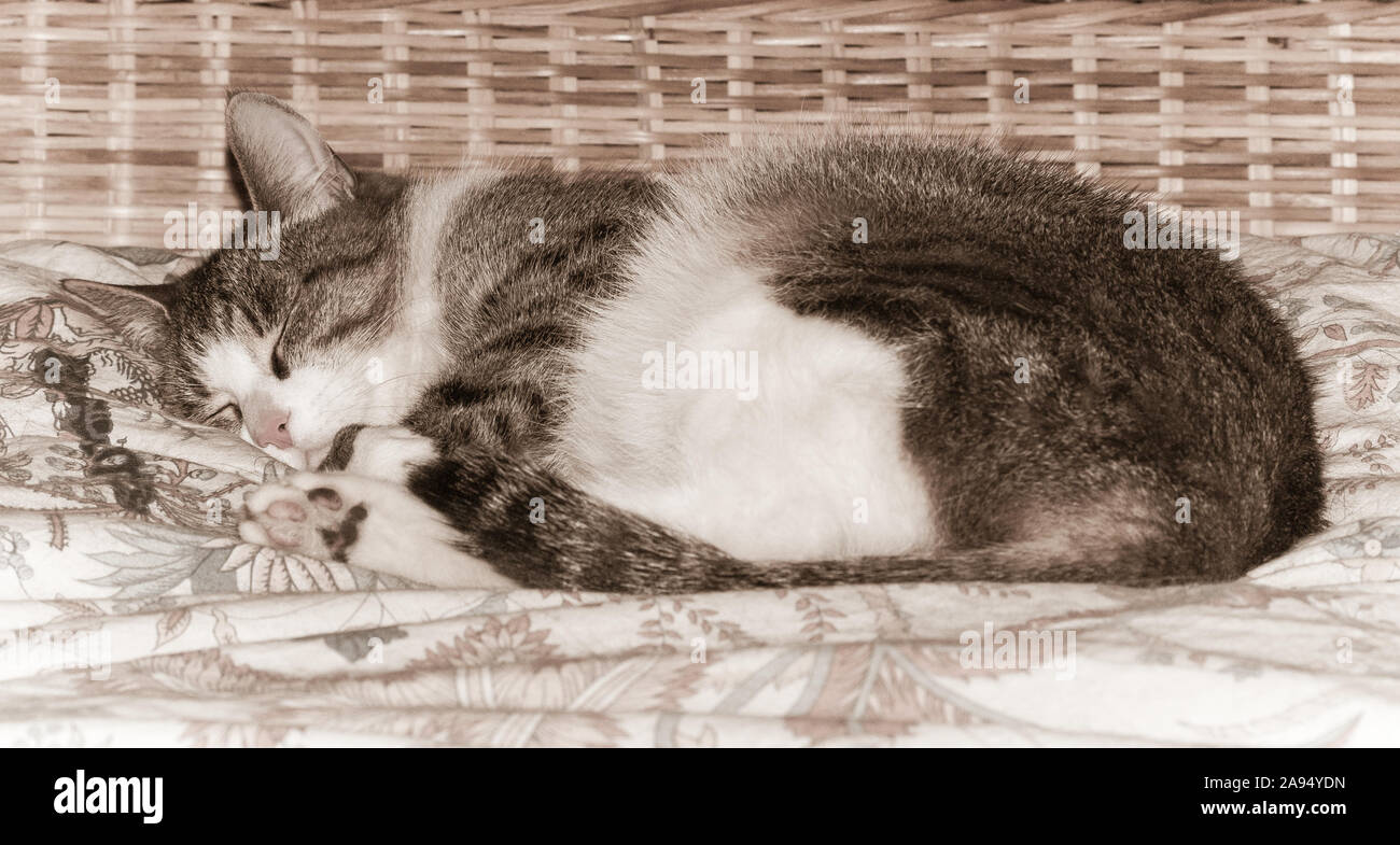cat sleeping on the bed Stock Photo Alamy