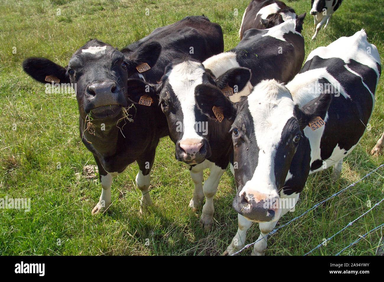 Friesian cows black and white hi-res stock photography and images - Alamy