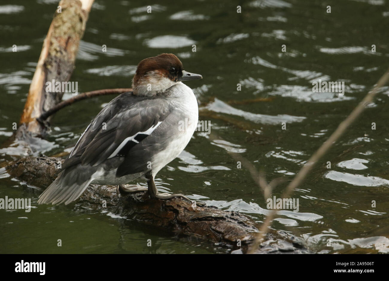 A pretty redhead Smew Duck, Mergus albellus, perching on a tree branch growing into the water at the edge of a lake. Stock Photo