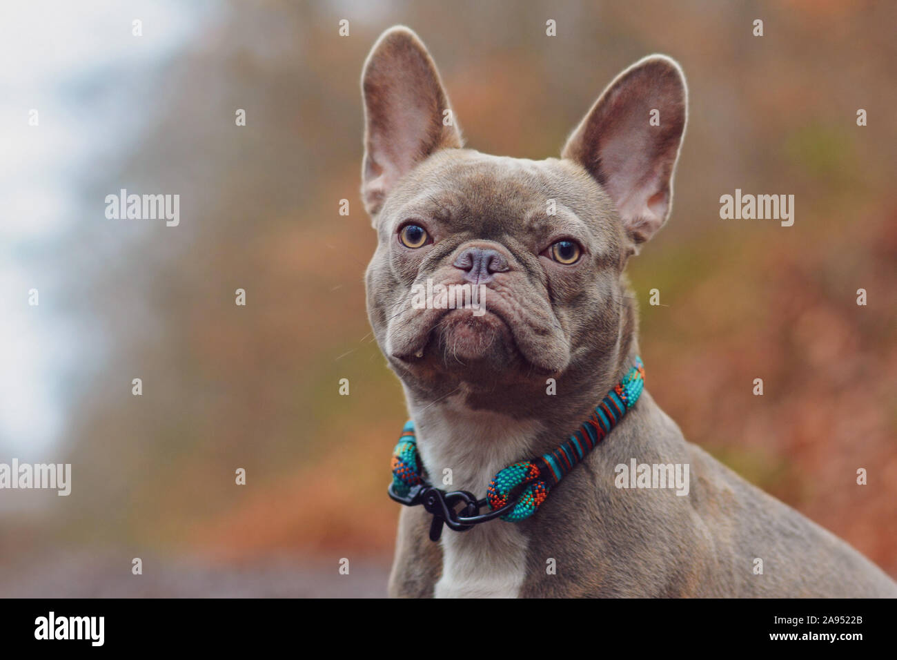 Portrait of rare diluted colored lilac brindle female French Bulldog dog with grayish fur color and light amber eyes wearing violet woven rope collar Stock Photo