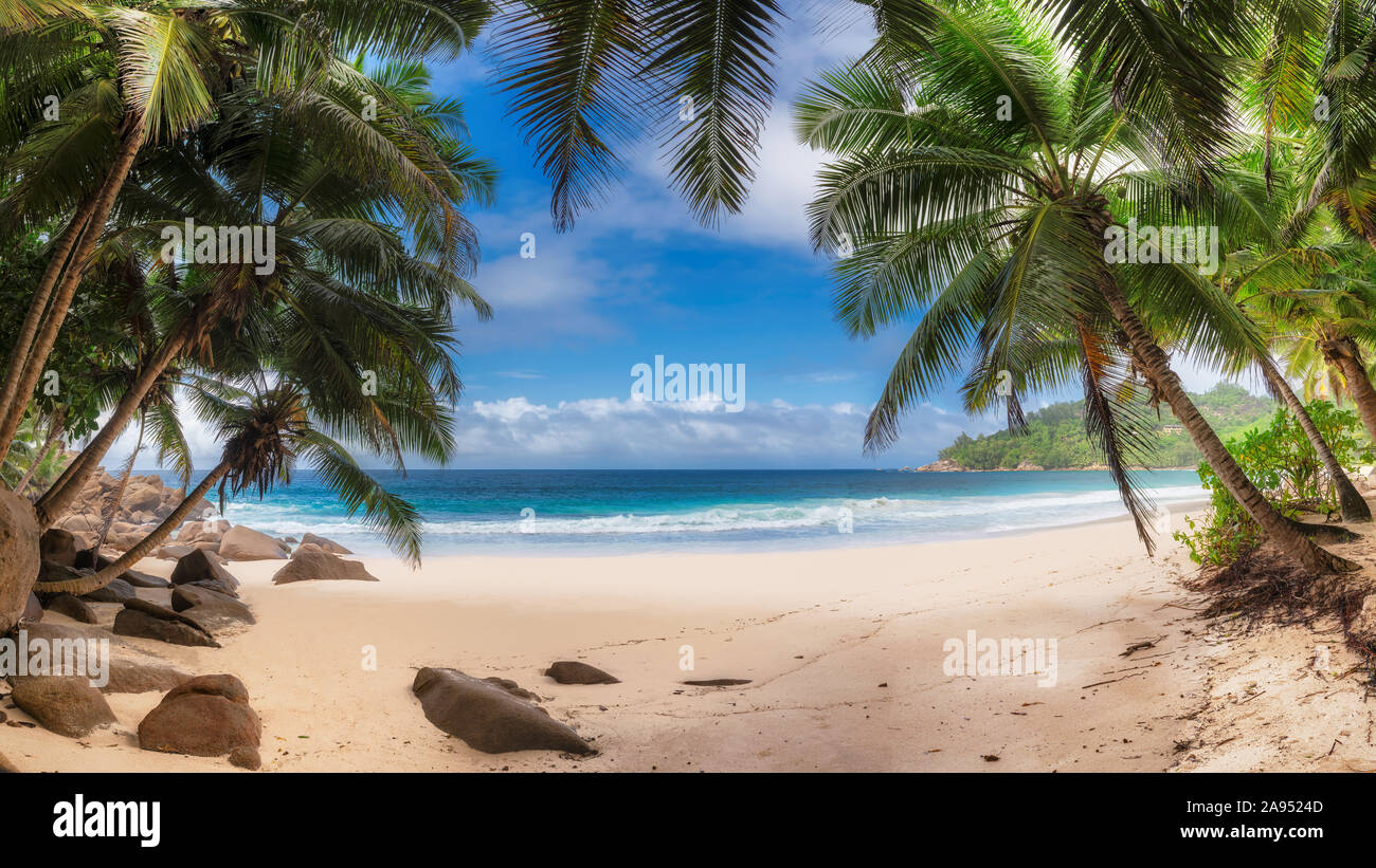 Palm trees on Sunny beach Stock Photo - Alamy