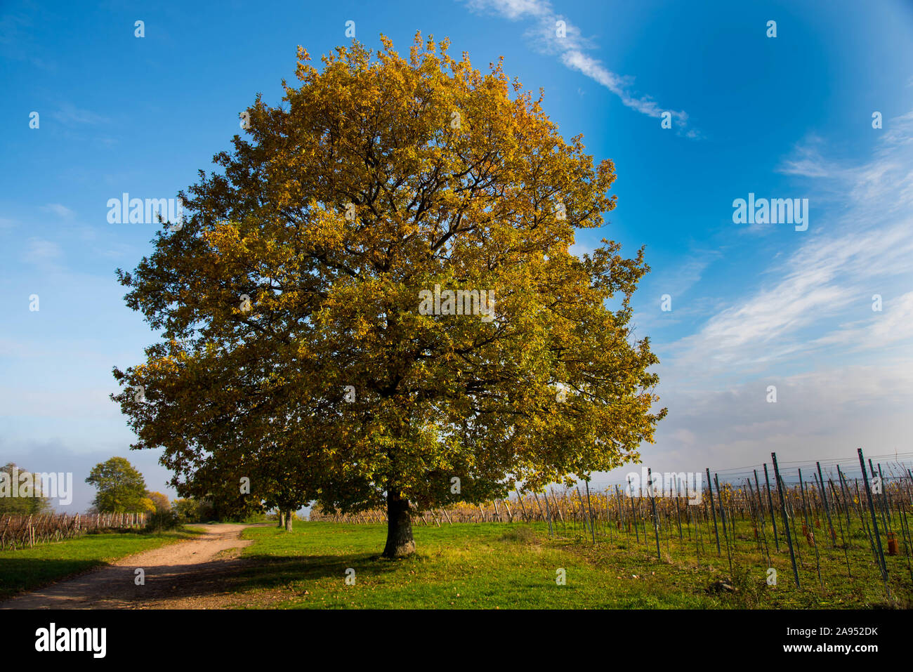Bautiful oak tree in the heights of riquewihr in alsace in france Stock