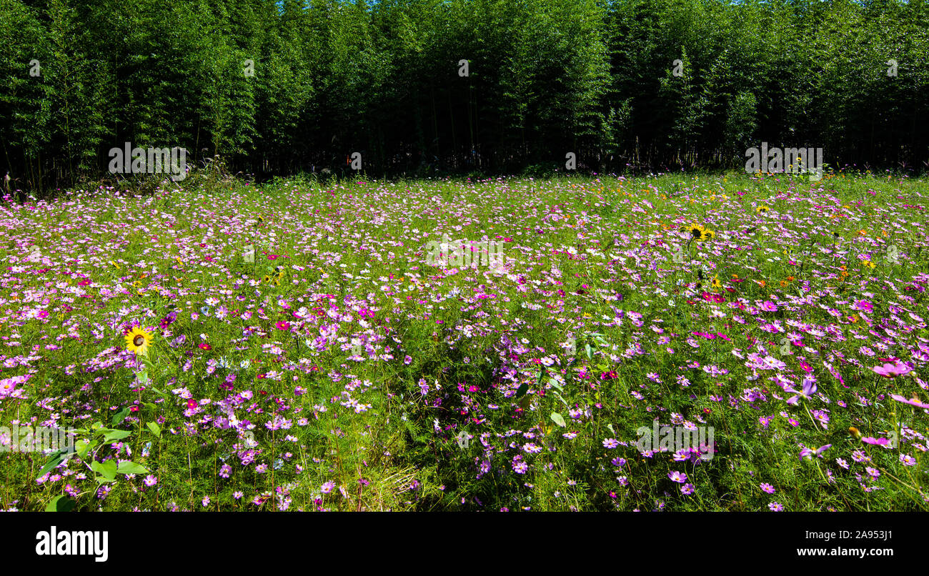 Walk these beautiful colourful fields of wild flowers, growing in front of a green bamboo grove. Stock Photo