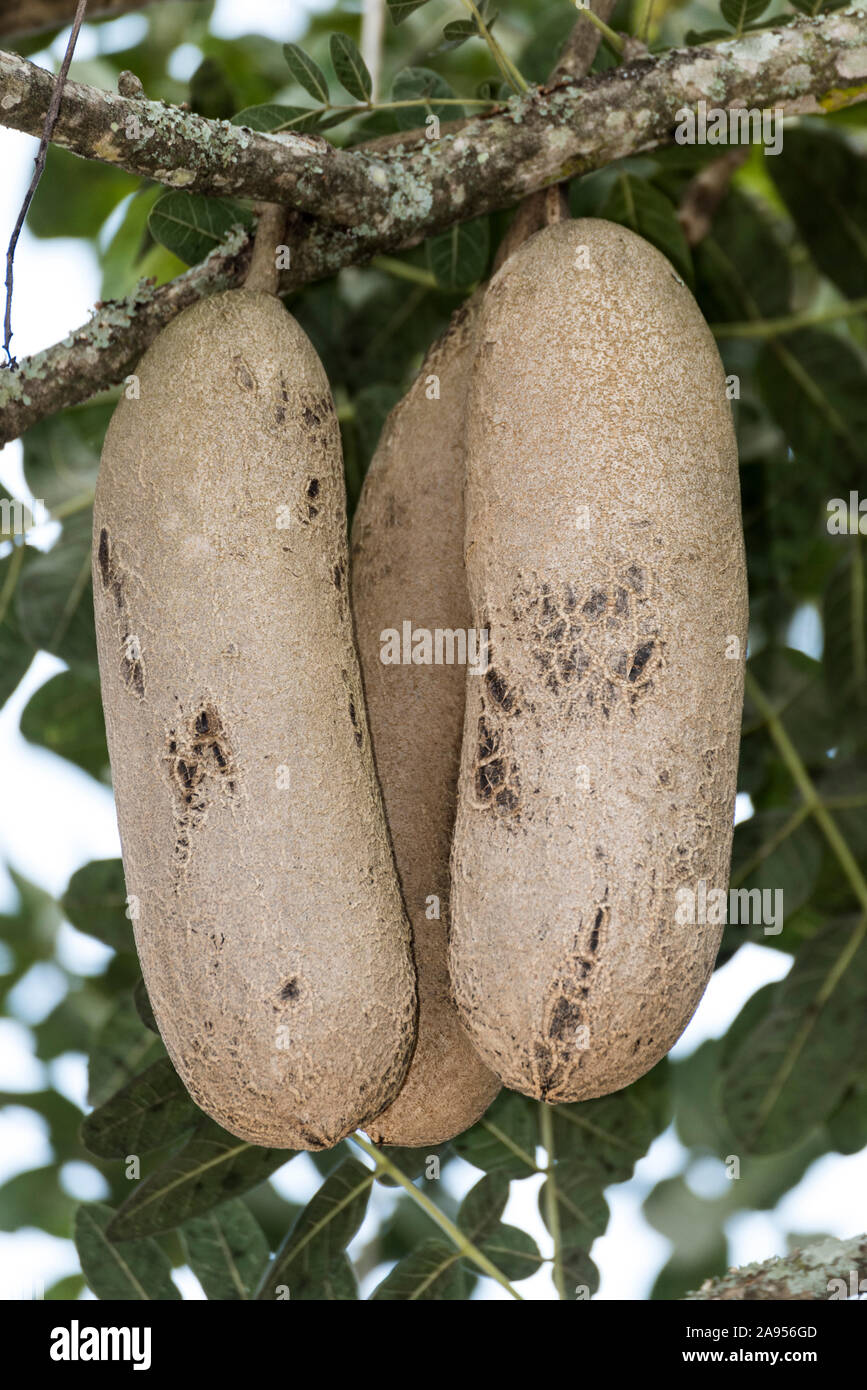 Kigelia or sausage tree in Uganda, Africa Stock Photo Alamy