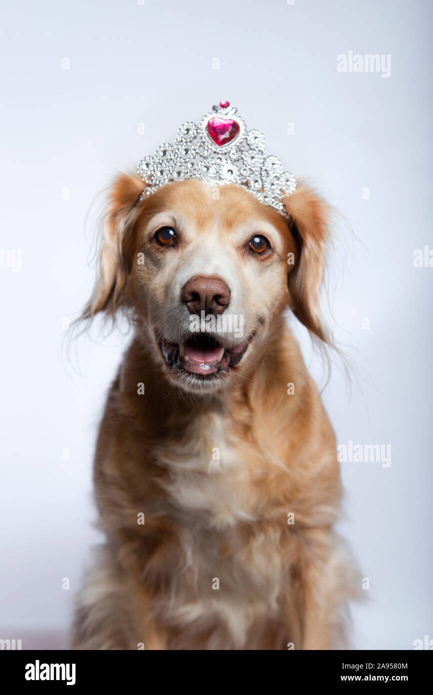 Diamond top dog tiara