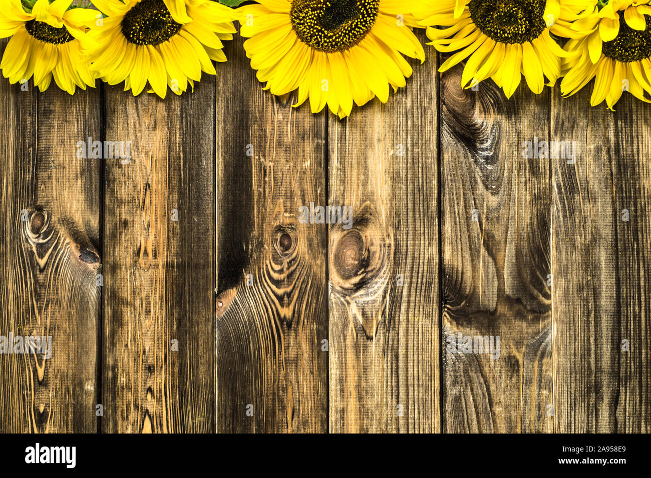 Beautiful sunflowers garden fence hi-res stock photography and images ...