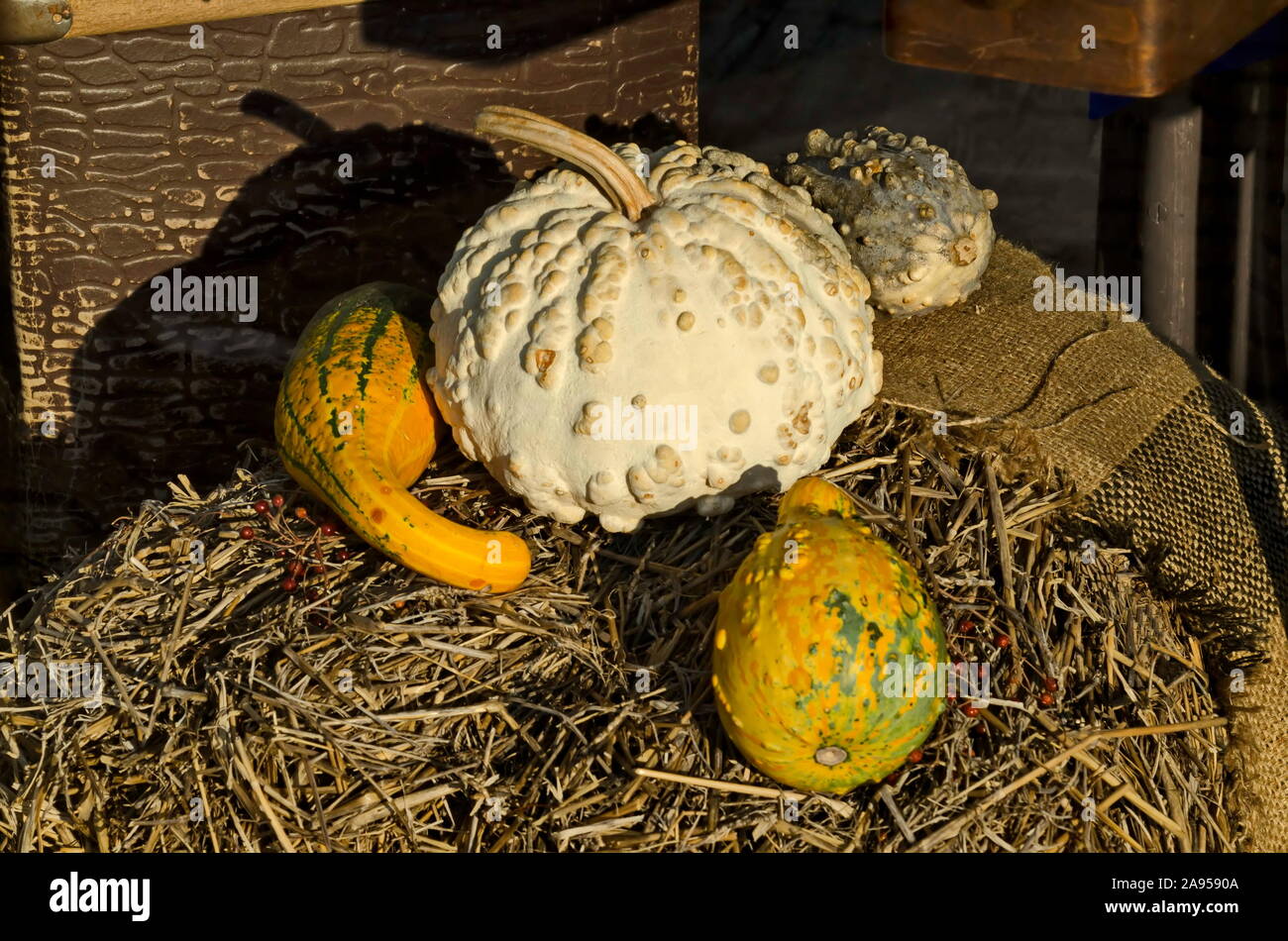 Pumpkin Porch Indoor & Outdoor Straw Bale, 25x25x5