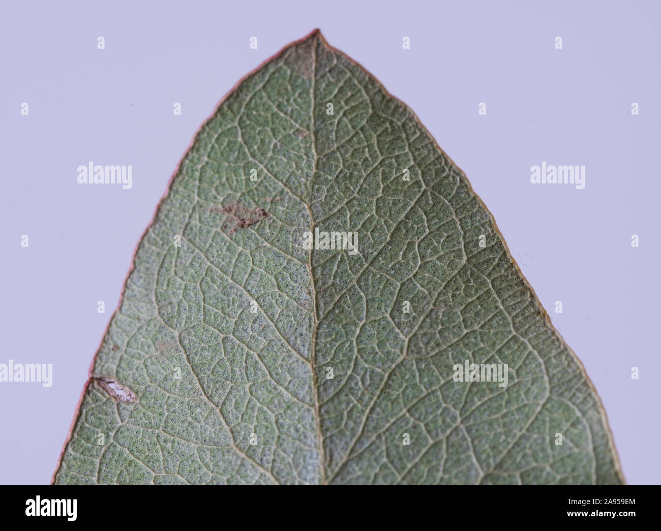 Close up image of acacia leaf against a white background Stock Photo