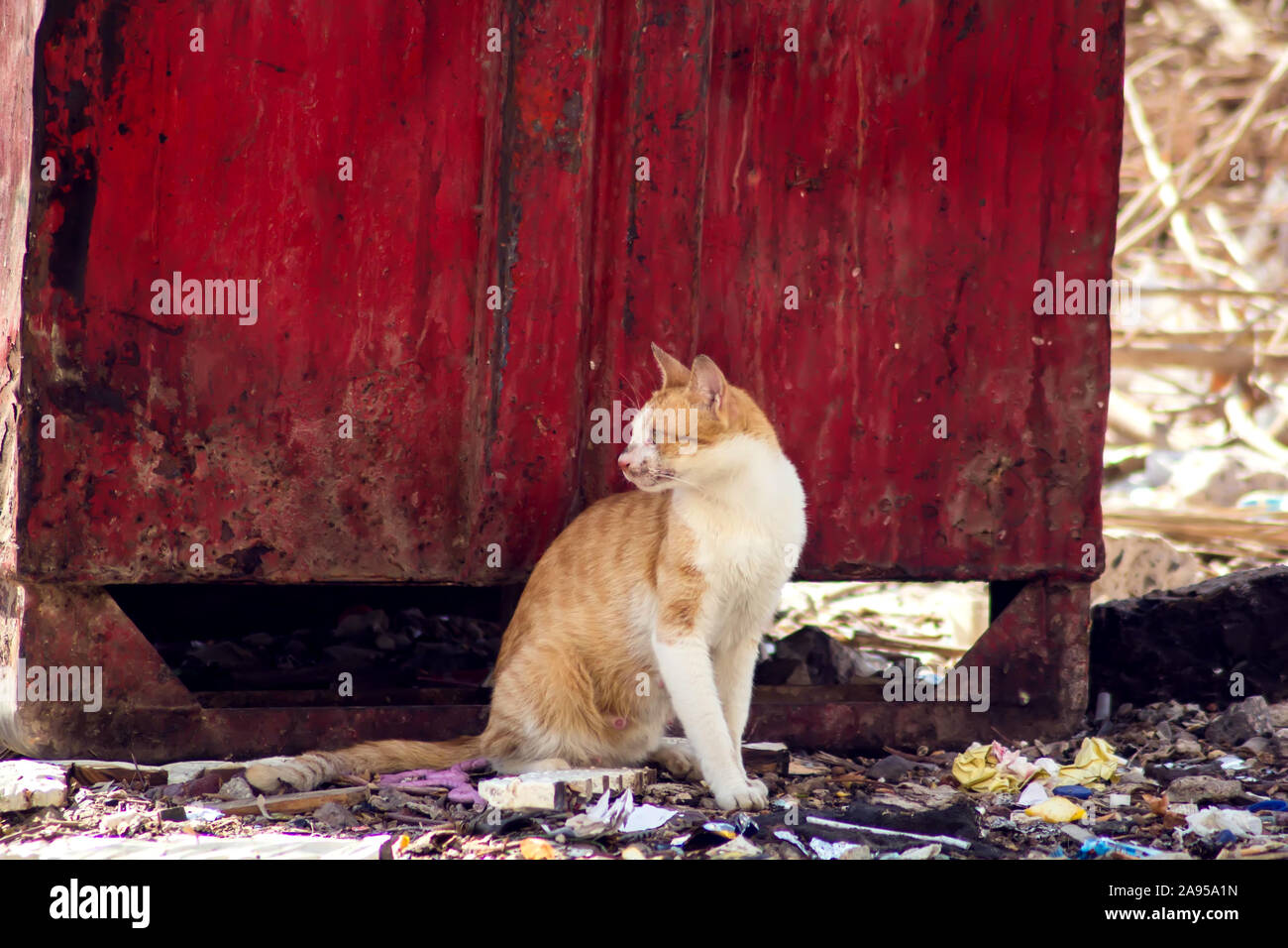 Homeless red and white cat on the street near trash can. Pet protection concept Stock Photo