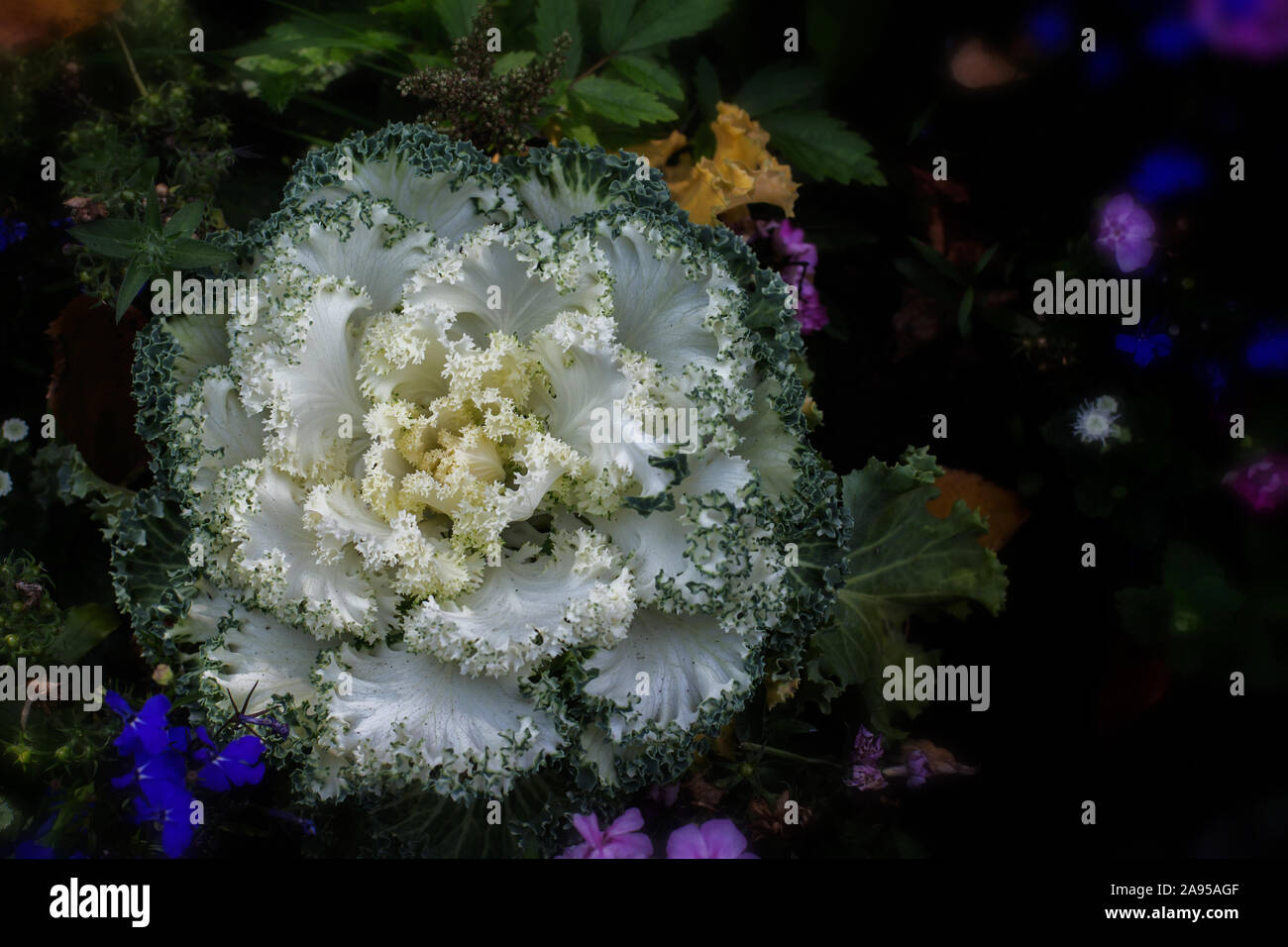 Decorative white green cabbage flower. Beautiful tasty fresh farm
