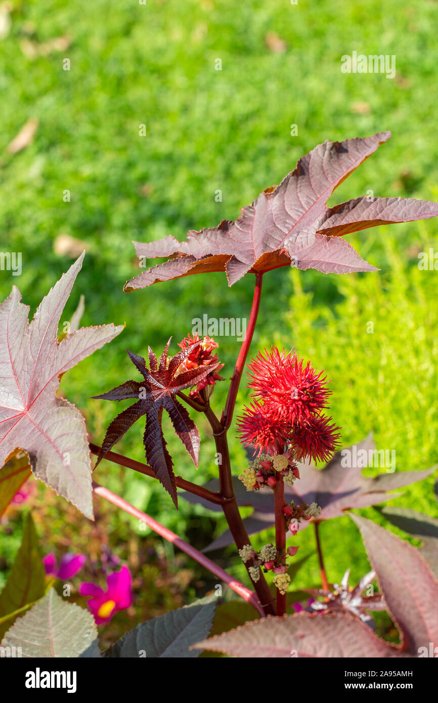 Ricinus communis plant with bright red spiny fruits and large carved leaves. The plant is the source of Oleum Ricini. Ricinus is an oily, medicinal, h Stock Photo