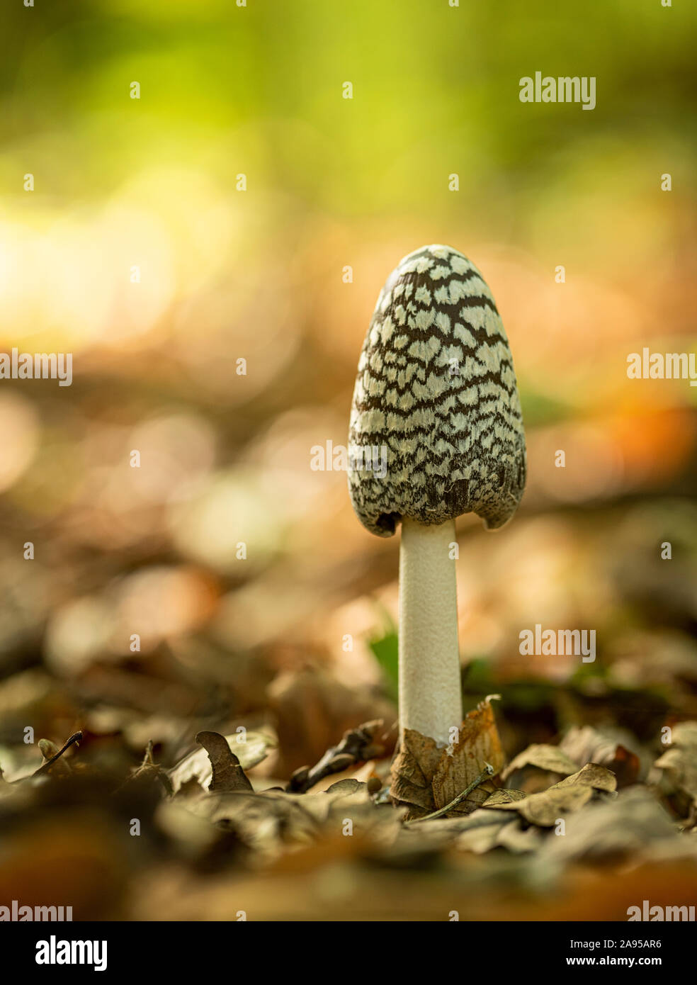 Magpie Inkcap (Coprinopsis picacea) fungi shot in a Kent woodland during autumn. Stock Photo