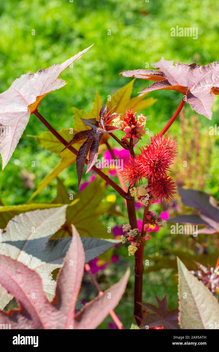 Ricinus communis of the Euphorbiaceae family bright red fruits and carved leaves. The seeds of the plant give Oleum Ricini. Ricinus is a fast-growing Stock Photo