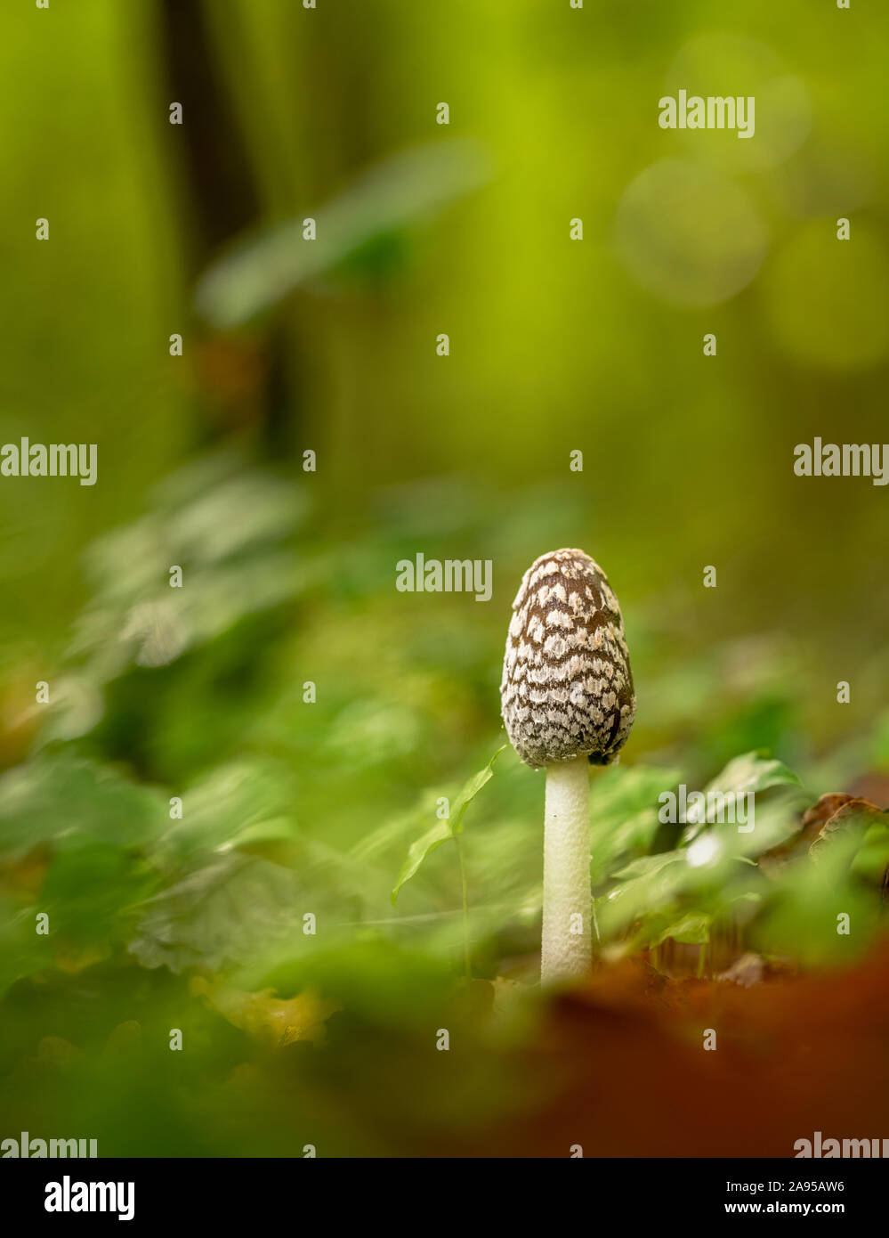Magpie Inkcap (Coprinopsis picacea) fungi shot in a Kent woodland during autumn. Stock Photo