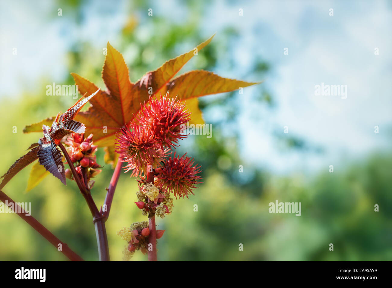 Ricinus communis, red spiny fruits and large carved leaves, close-up bokeh background. Ricinus plant source of Oleum Ricini. Oilseed, medicinal, healt Stock Photo