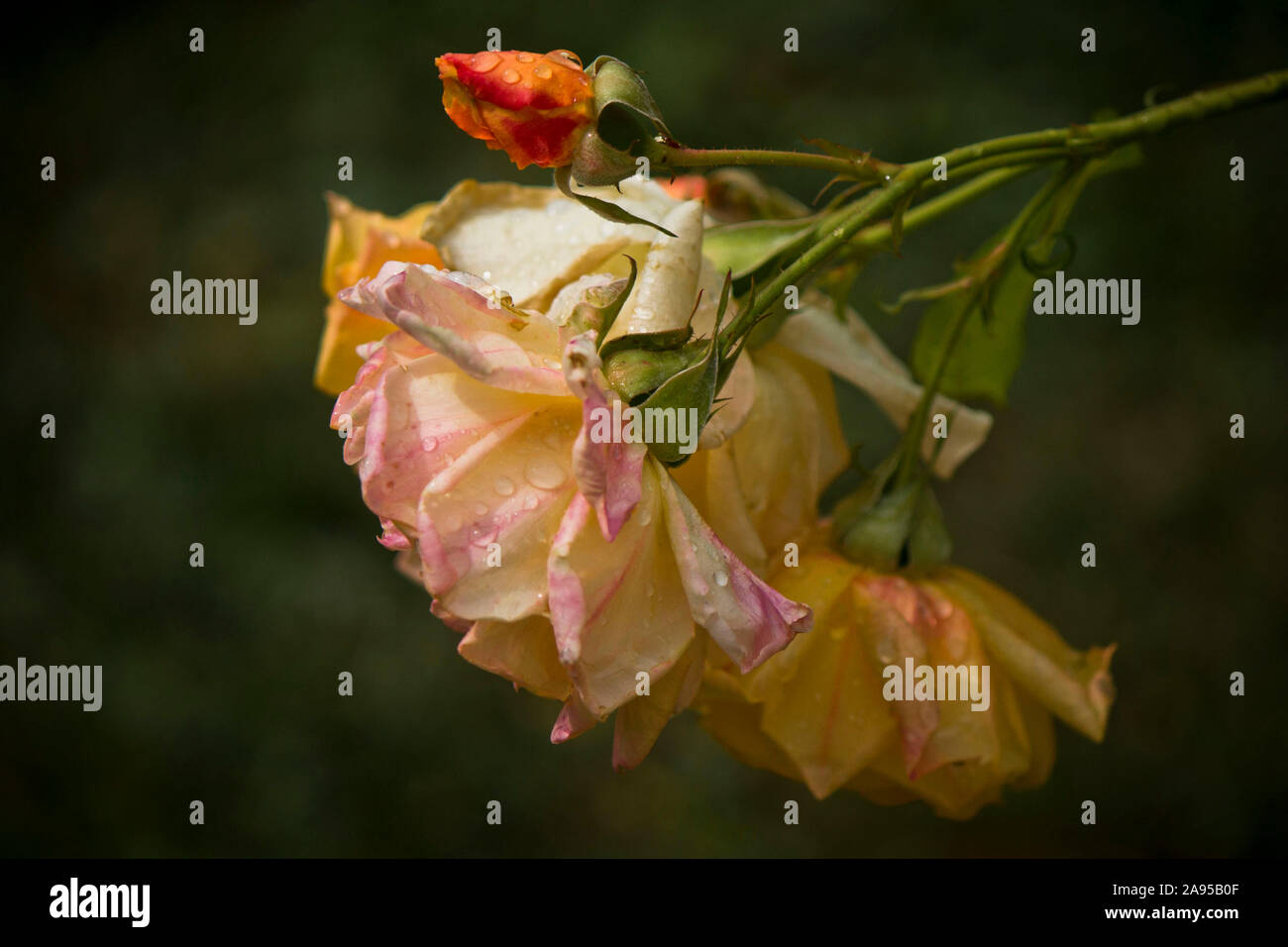 rain drops on pink roses Stock Photo