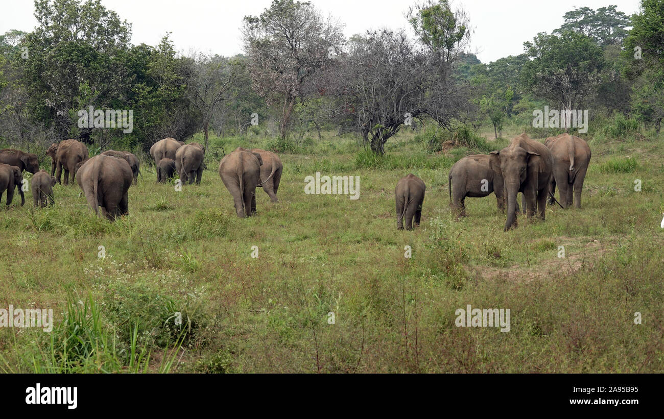 Elephants, Wildlife Jeep Safari, Kaudulla National Park, Sri Lanka Stock Photo