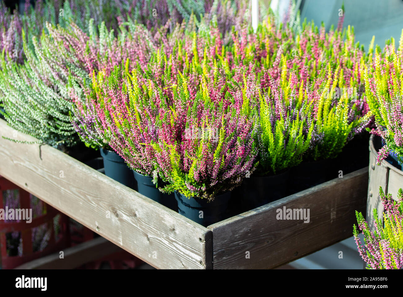 Blooming Heather Calluna in pots, pink flowers on a heather bush in a wooden container of a flower shop. Autumn flowering plant common heather, backdr Stock Photo