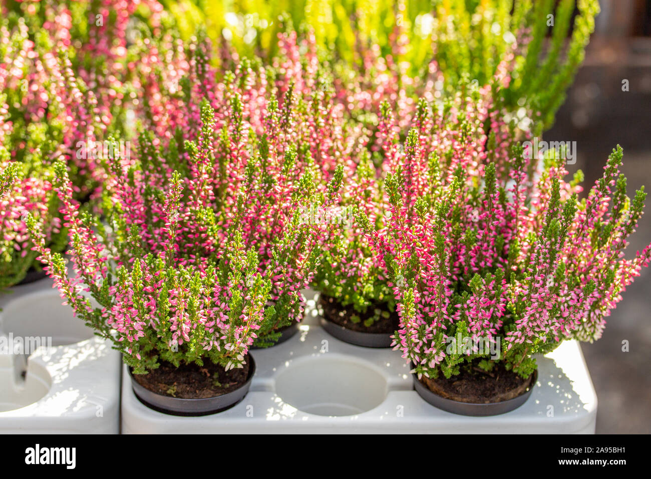 Blooming Heather Calluna in pots, pink green heather bush in a plastic container in a flower shop. Autumn flowering plant garden decoration, common he Stock Photo