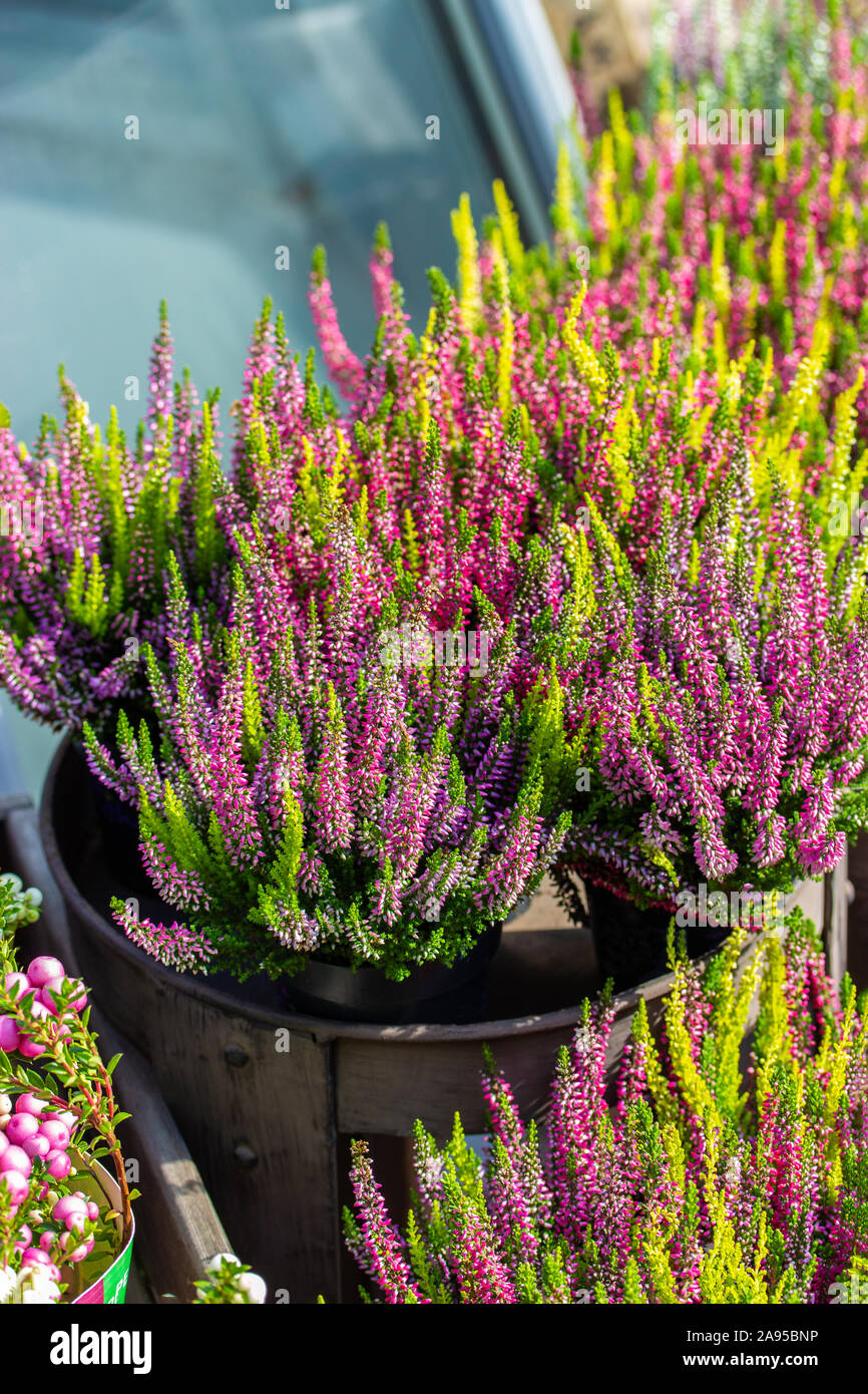 Blossom Heather Calluna in pots, pink flowers on a heather bush. Vertical backdrop, flower shop. Heather in a flower pot, garden autumn decoration Stock Photo