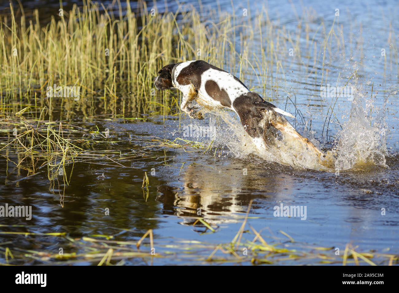 Dog english pointer hunting at the swamp Stock Photo Alamy
