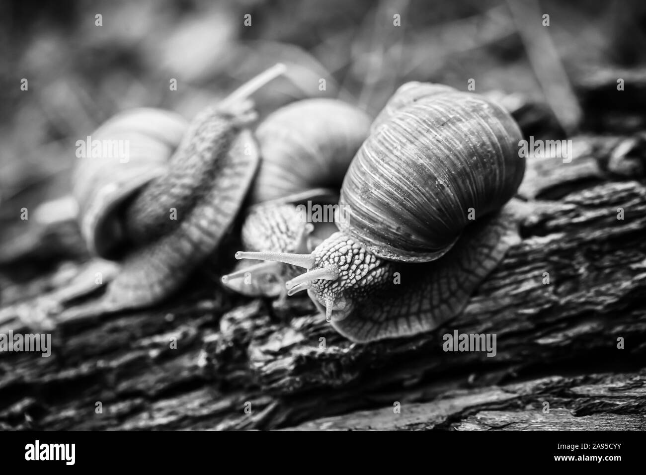 big snails crawling one on one in the studio Stock Photo