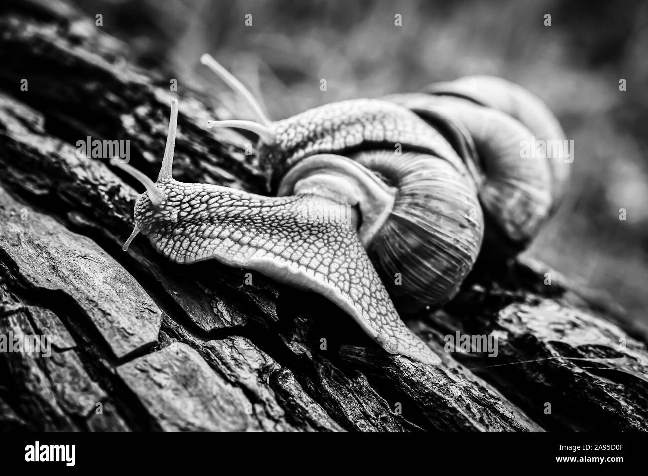big snails crawling one on one in the studio Stock Photo