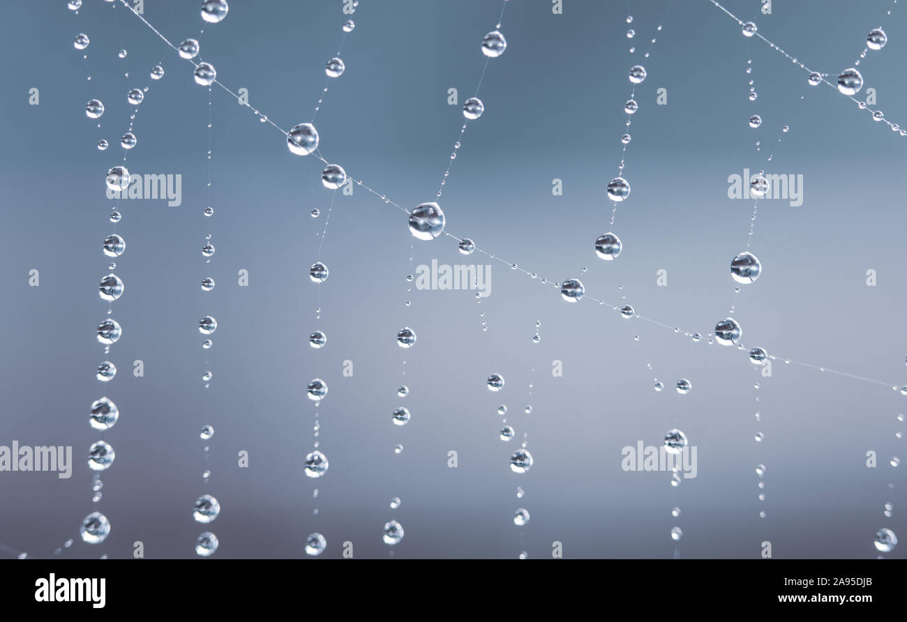 water droplets on a spiderweb Stock Photo