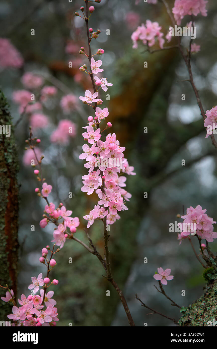 Prunus cerasifera 'Lindsayae' in February Stock Photo