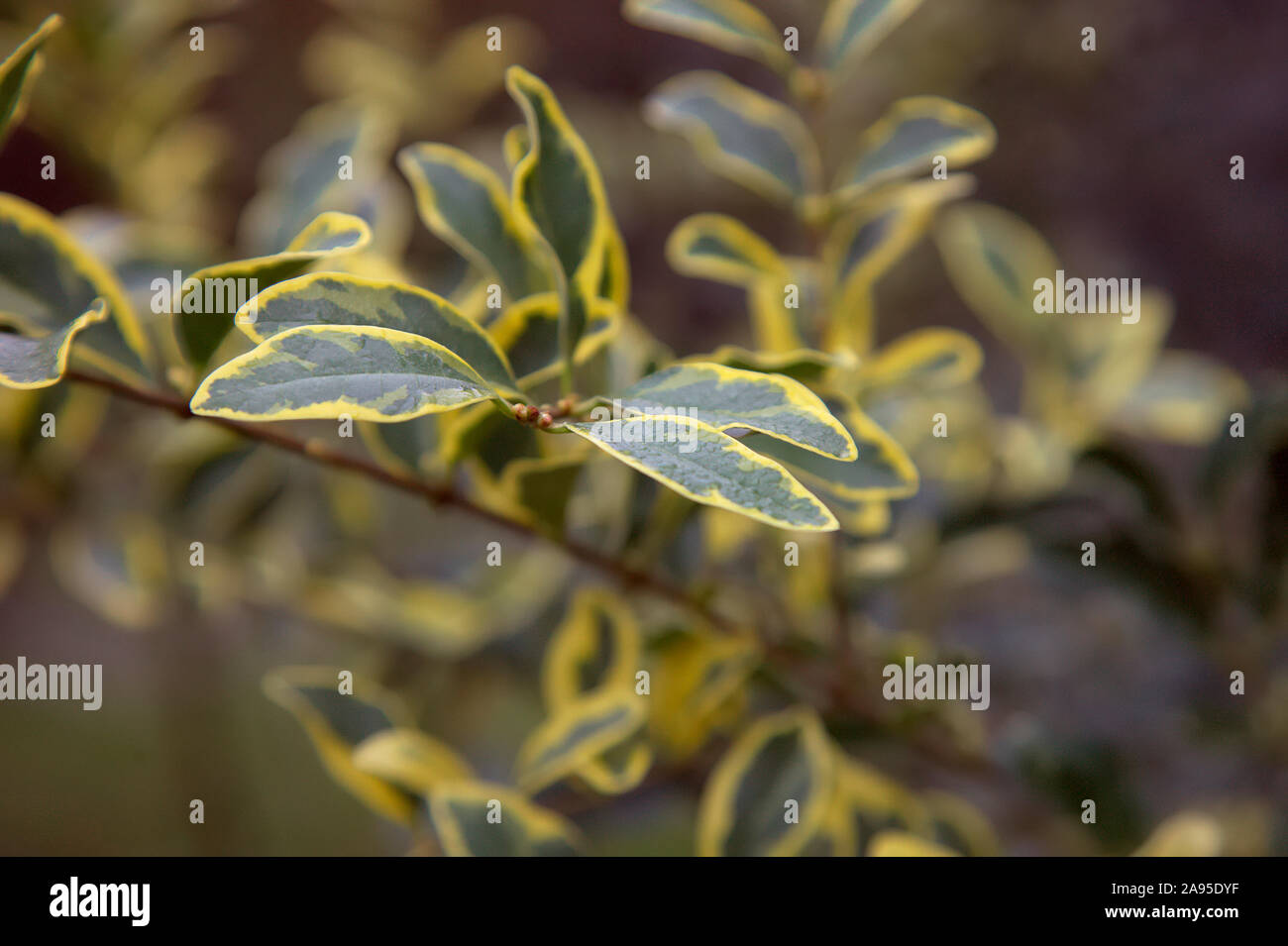 Ligustrum ibota 'Muster' Stock Photo