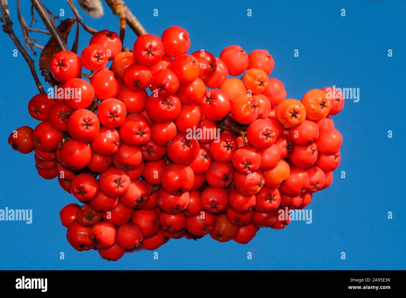 European rowan (Sorbus aucuparia), berries on a twig, Sweden Stock Photo