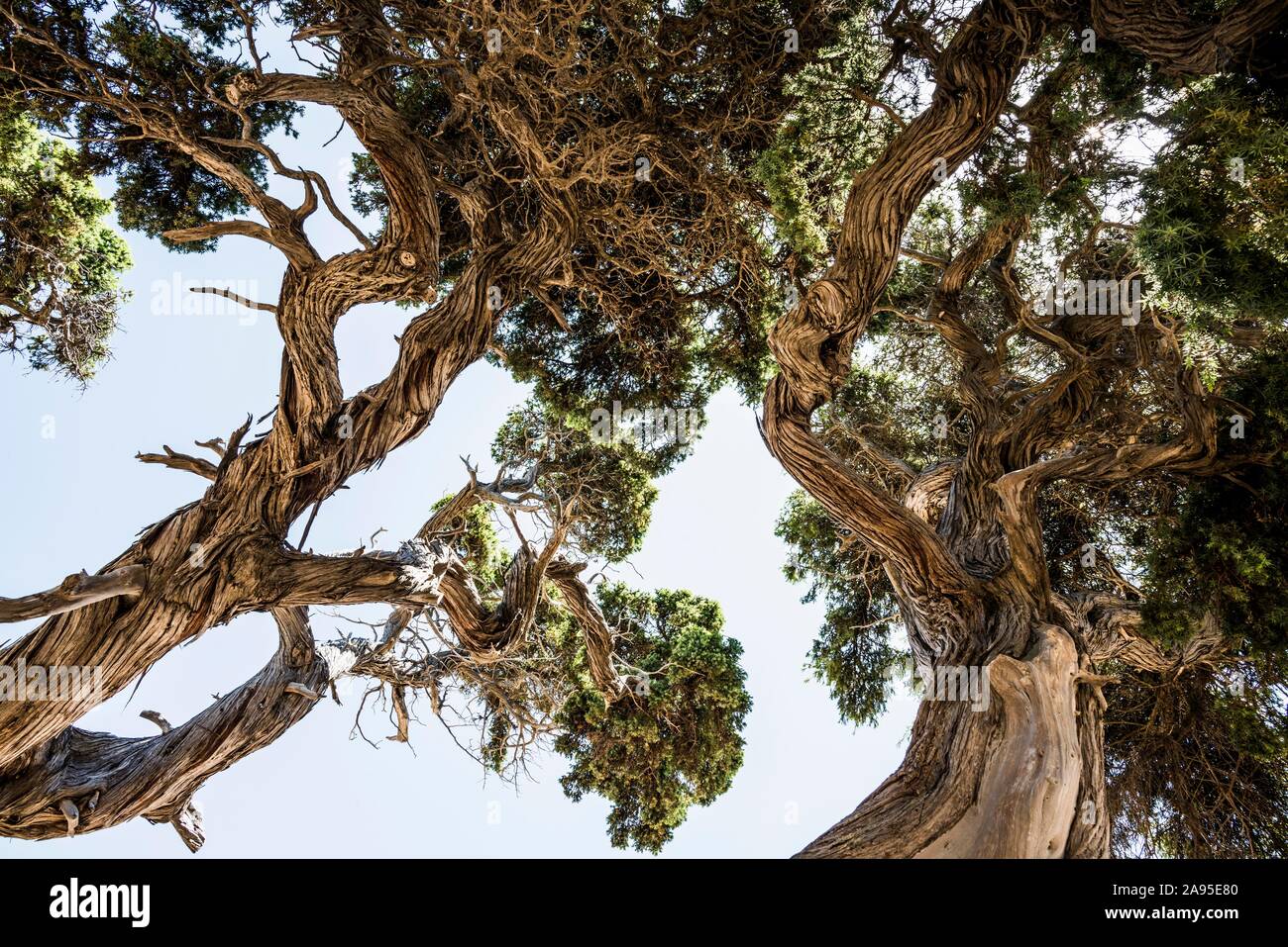 Ancient Phoenicean Junipers (Juniperus phoenicea) on the beach, near Sartene, Corsica, France Stock Photo