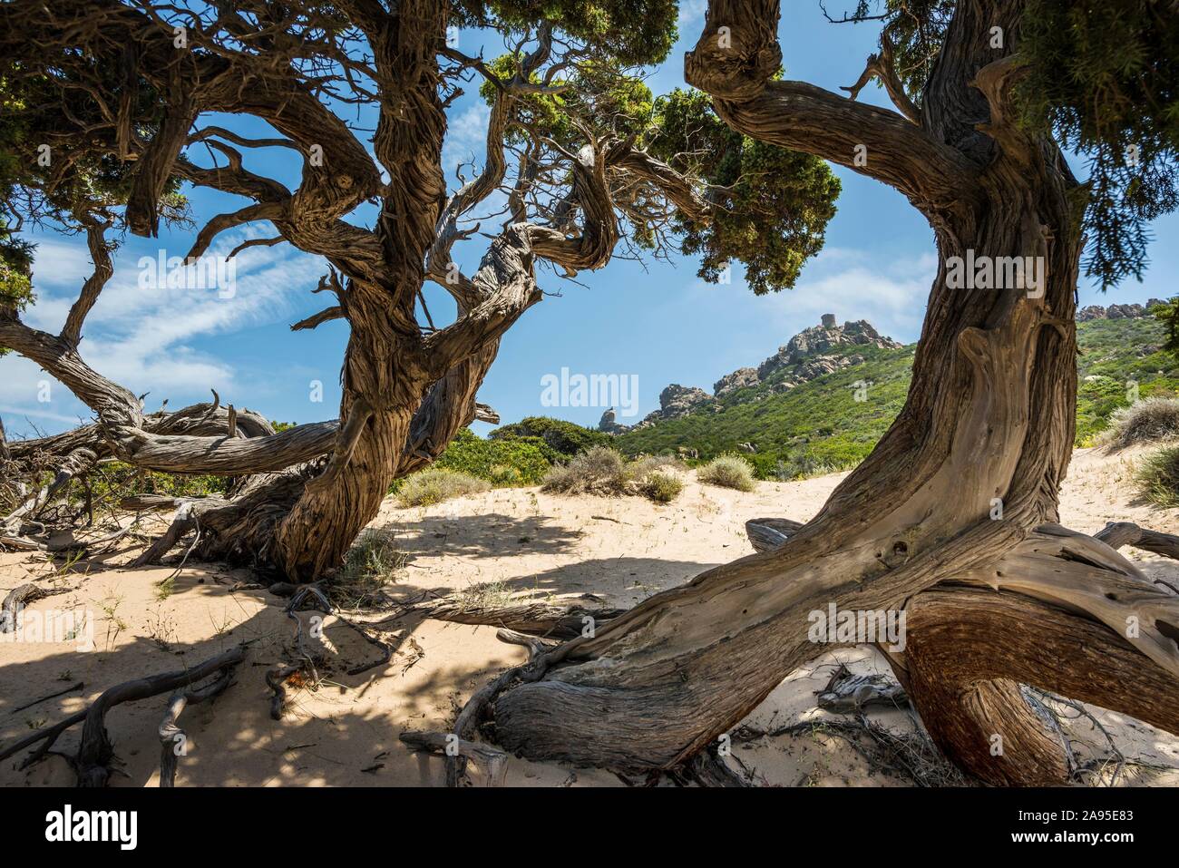 Ancient Phoenicean Junipers (Juniperus phoenicea) on the beach, near Sartene, Corsica, France Stock Photo
