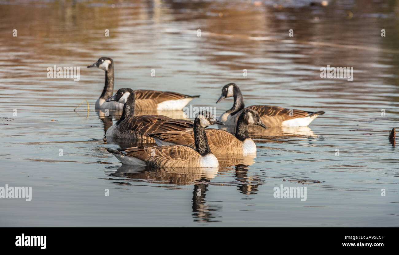 Canadian Geese Stock Photo
