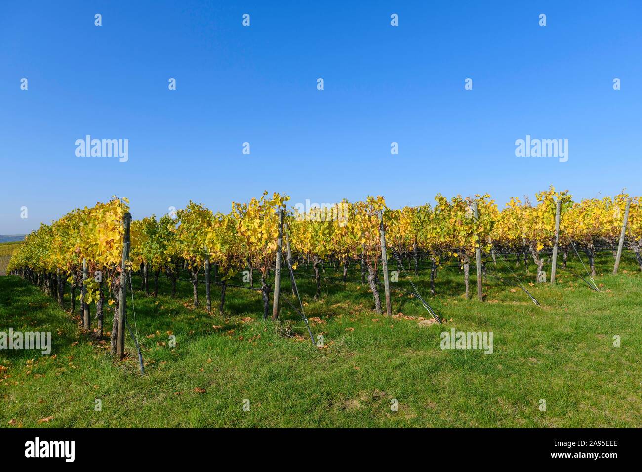 Vineyard in autumn, Lower Franconia, Franconia, Bavaria, Germany Stock Photo