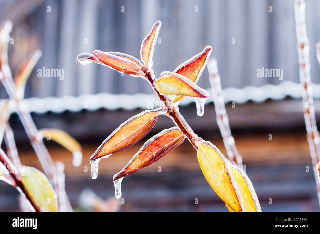 Forsythia leaves covered with ice. Freezing rain. Close up. Stock Photo